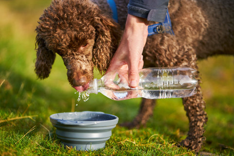 Beat the Heat: Hydration Hacks For Your Pup