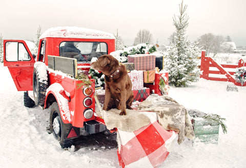Jingle Bells: How to Plan for a Stress-Free Holiday with Our Dogs