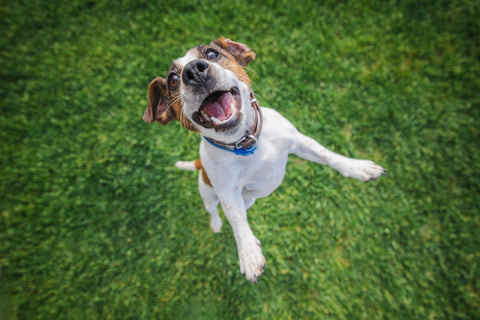 The “Happy Dance” Phenomenon: Why Dogs Love Routine Feeding