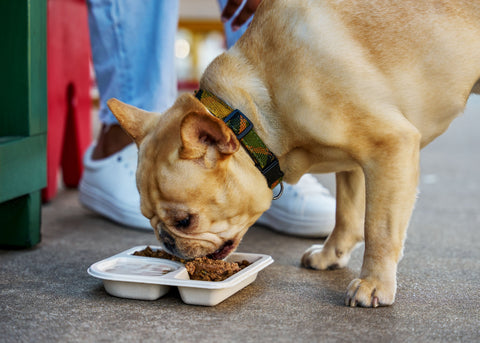 The Dog Days of Summer
